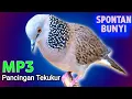 Download Lagu TEKUKUR GACOR Suara Besar KUK 1 Cocok Untuk Pancingan Memikat