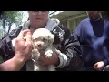 PugPekinPoo-Tzu - Maureen Butler s USDA Licensed Puppy Mill in West Plains MO Missouri Dog Breeder