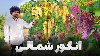 گزارش ویژه عبید سادات از متنوع ترین باغ انگور در ولسوالی میربچه کوت