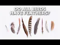 Download Lagu Types of BIRD FEATHERS 🪶🐦 How Birds Use Feathers to Fly