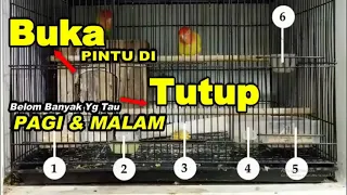 konslet cara membuat lovebird jantan jeda rapet cuek dan meningkatkan birahi dan emosi lovebird