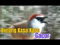 Download Lagu Pancingan Handal Burung Kaso Kaso Gacor 