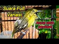 Download Lagu Pancingan Sirtu Cipoh FULL VARIASI ampuh merangsang sirpu lain ikut gacor!!.. 