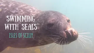 Close encounters whilst snorkelling with Grey Seals –  Isles of Scilly | Sailing Mutiny
