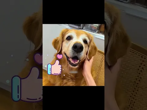 This Dog Made His Owner’s Birthday Unforgettable 🥹🐶❤️