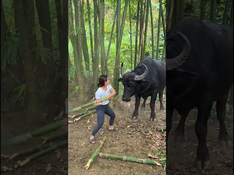 She was attacked by a buffalo😱 #survivalgame #bushcraft #lifehacks