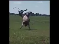 Download Lagu Guy does insane 360 on an uncontrolled horse