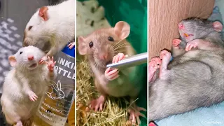 Rats Shorts Compilation Cute Rodents