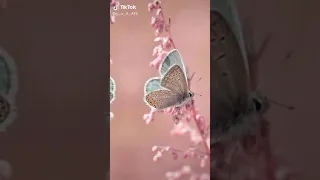 حالات واتس اب صور سريعة ورود و فراشات 