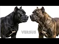 Download Lagu The Ultimate Showdown: Cane Corso vs Presa Canario