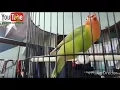 Download Lagu Masteran lovebird durasi 1 menit up.