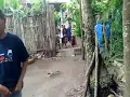 Download Lagu BINDHEREH BAKUR - SAPI DIATAS POHON ASAM