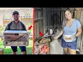 Download Lagu Que alegria compramos uma chocadeira e vamos encher nosso sitio de galinhas e olha que delicia