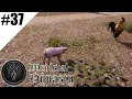 Medieval Dynasty S1E37 Baby Pig And Village Upgrades