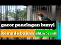 Download Lagu KEMADE KEPALA MERAH|| chim ốc mít || burung gladiator [scarlet backed flower pecker]