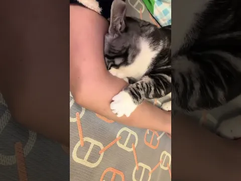 Кот не может оторваться от локтя хозяйки #cat #веселыекоты #прикольныекоты