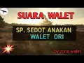 Download Lagu Suara Walet.Sp.sedot anakan walet    @  zona walet channel
