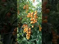 Download Lagu Alma seeds #flowers