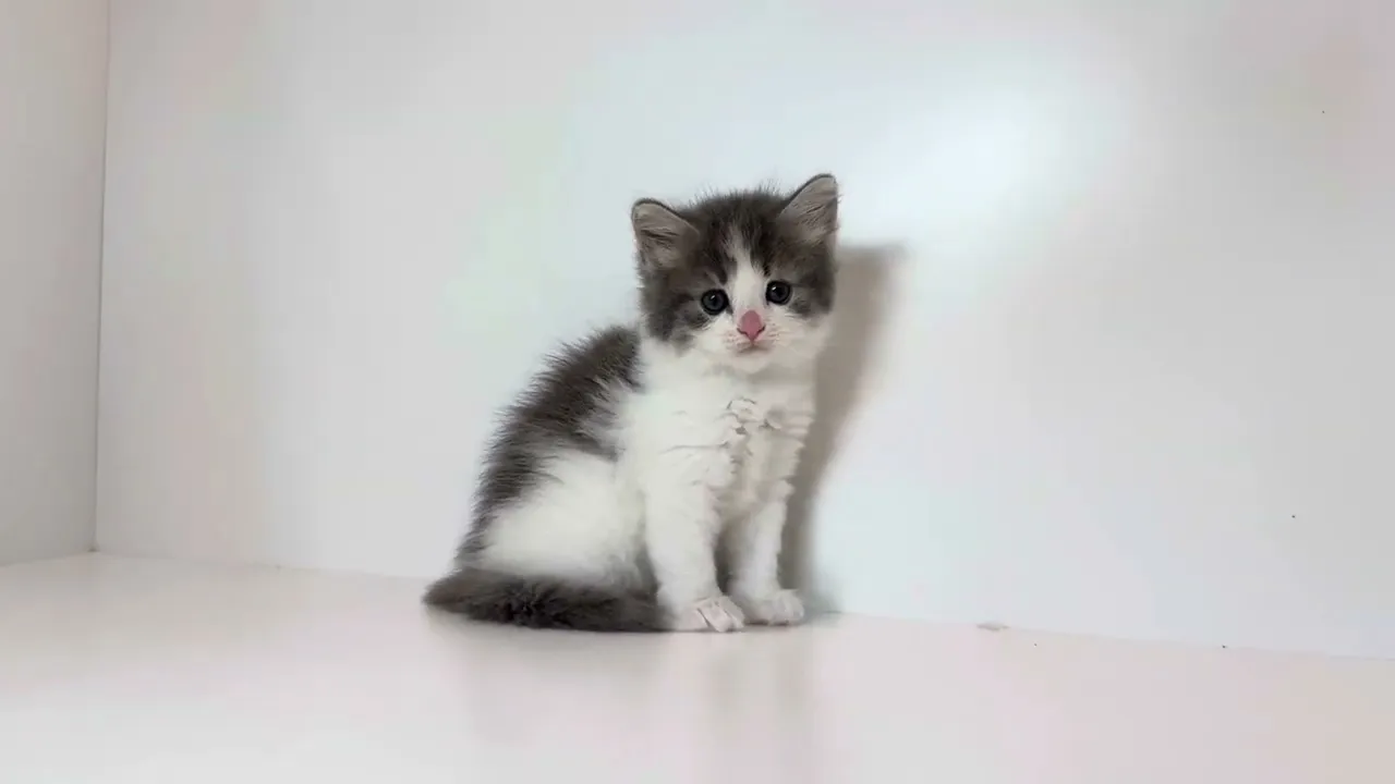 動画