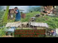 Download Lagu Bawk Pathum thlai lak ni chu a pui viau mai || Buh leh thlai pawh an ngah hle mai