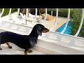 On Holiday with 3 Dachshunds New Holiday Home