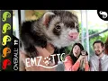 Ferret The Best Pet Mammal