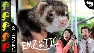 Ferret The Best Pet Mammal