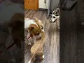 of adoptable pet named Helena