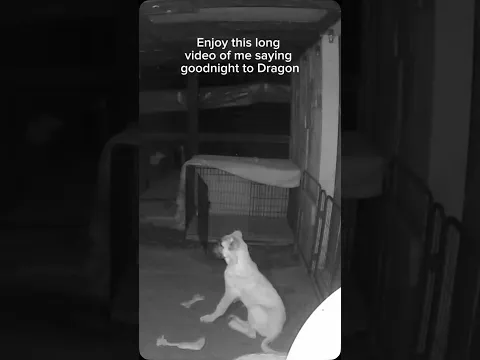Because Dragons need love too #puppycam #puppylovers #goodboy
