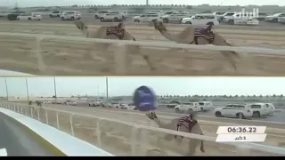 لوسيل ولد الجزيره  ابوة العديد ينتزع شوط خنجر الذهب انتاج ام الزبارة            دندنها