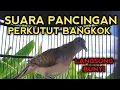 SUARA PANCINGAN PERKUTUT BANGKOK AGAR BUNYI LANGSUNG PADA NYAUT 