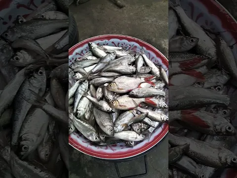 ผลงาน ยกยอ ยกสะดุ้ง ช่วงน้ำท่วม วันนี้ 26 กันยายน 2568 ที่ นาทามบ้านเจี่ย #fishing