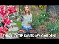 Download Lagu Growing Lilies in Containers! Plant Lily Bulbs in Pots to Stop Rabbits from Eating Flowers!