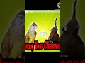 Download Lagu Kapas tembak sambung cililin #shortvideo #shorts #masteranmuraibatufullisian #kapastembakbukaekor