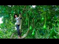 Download Lagu Harvest Avocados To Sell At The Market, Daily Life In The Countryside: Cooking And Gardening