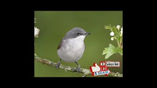 صوت الدخلة الرمادية بيضاء الحنجرة Lesser White Throat Song رابط الفيديو كامل بأول تعليق 