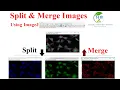 How to Split and Merge Images Using ImageJ Complete Beginner Tutorial
