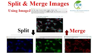 How to Split and Merge Images Using ImageJ Complete Beginner Tutorial