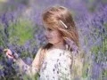 Download Lagu Sofia Rotaru-Lavanda