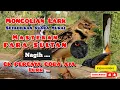 MASTERAN SULTAN 🔥🔥 ) mongolian Lark FULL isian Setabilkan suara murai Burung murai agar konsisten