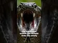 Download Lagu The Black Mamba: Africa’s fastest, deadliest snake. One strike Game over #blackMamba #AfricaWildlife