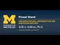 Endocrine System Pineal Gland