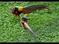 Download Lagu Pheasants chase behavior