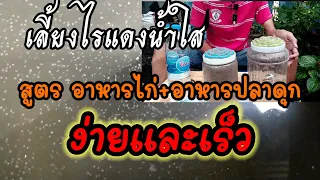ทดลองเลี้ยงไรแดงน้ำใสสูตร อาหารปลาดุก+อาหารไก่