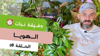 دقيقة نبات ٢٨ طرق العناية بنبات الهويا الشمعة Hoya Care Quick Tips 