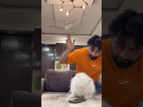 Rani ne kalesh krva diya 😡 #cat #catcomedy #catshorts #cat #priyesh0770 #catperson #kitty