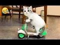 Download Lagu 君が笑ったら君の負け 😹🤣 2025年の最も面白い犬と猫たち😹