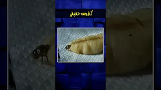 حياة ملكة النمل الابيض كابوس حقيقي  حياة ملكة النمل الابيض كابوس حقيقي