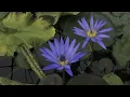Chris Botti - No Ordinary Love