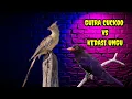 Lagu Guira Cuckoo vs Kedasi ungu ada jeda cocok buat masteran suara jernih mp3